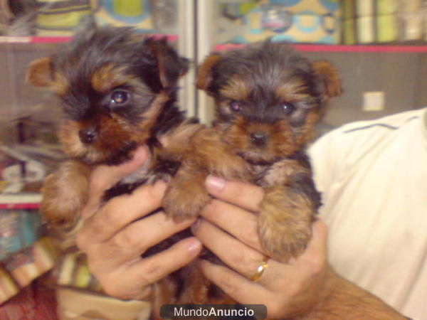 CACHORROS DE YORKSHIRE, CALIDAD EXCELENTE. 560 EUROS