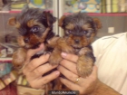CACHORROS DE YORKSHIRE, CALIDAD EXCELENTE. 560 EUROS - mejor precio | unprecio.es