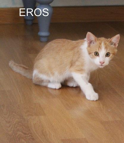 Dos cachorritos de 2 meses y medio. León