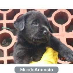 Labradores negros con 2 meses muy buenos doy garantias