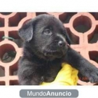 Labradores negros con 2 meses muy buenos doy garantias - mejor precio | unprecio.es