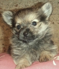 vendo cachorritos - mejor precio | unprecio.es