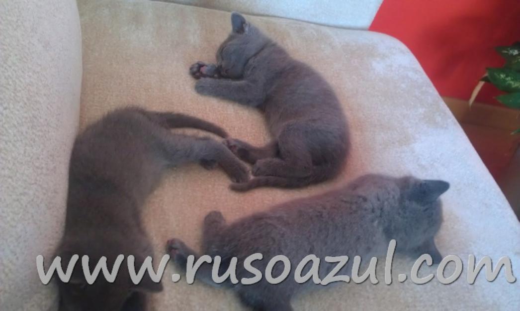 AZUL RUSO, cachorros disponibles Tlf.610227610