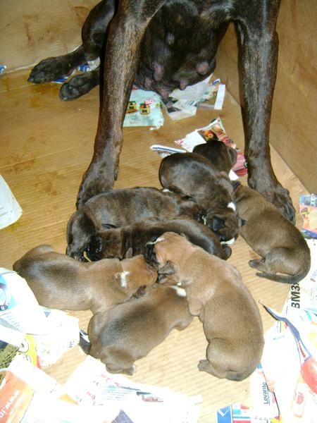 CAMADA DE CACHORROS BOXER