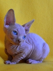 Canadian SPHYNX (muy buena linea desde Rusia) - mejor precio | unprecio.es