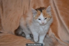 COMPRA GATITA ANGORA PARA PAPANOEL ! - mejor precio | unprecio.es