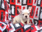 Excepcionales camadas de Bulldog frances - mejor precio | unprecio.es