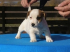 jack russell - parson russell - mejor precio | unprecio.es