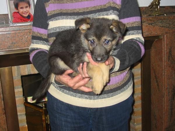 Pastores alemanes,cachorros.pedigree.
