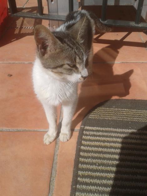 Regalo gatita