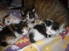 Regalo gatitos - mejor precio | unprecio.es