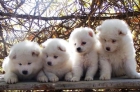 SAMOYEDOS INSCRITOS EN EL L.O.E - mejor precio | unprecio.es