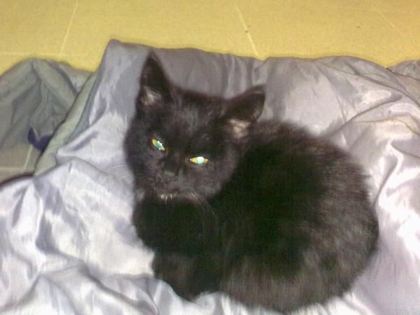SE REGALA GATITO PRECIOSO