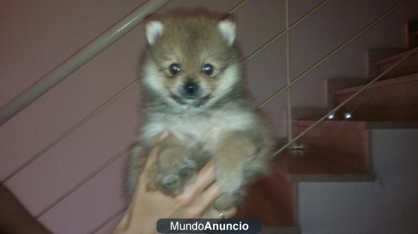 Lulú de Pomerania con pedigrí