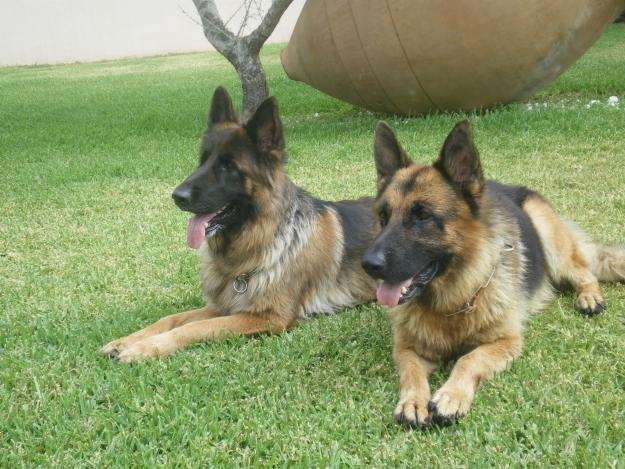 Cachorros de Pasto Alemán