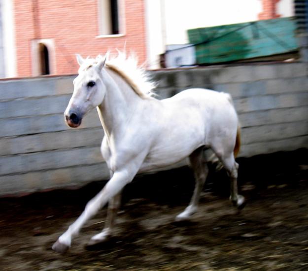 caballo español blanco