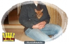 Cachorro de chihuahua - mejor precio | unprecio.es