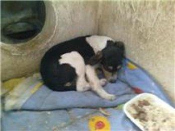 CACHORRO EN RIESGO DE SACRIFICIO