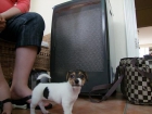 cachorro Jack Russell disponible 80 - mejor precio | unprecio.es