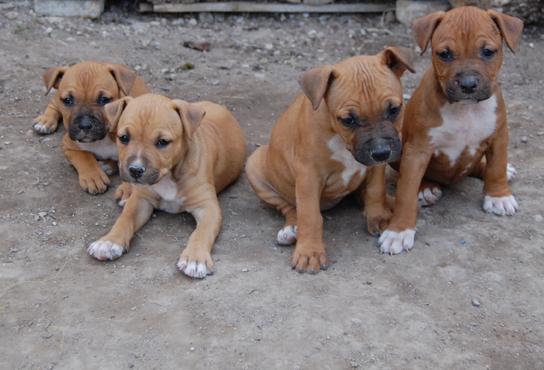 Cachorros de American Stafforshire Terrier
