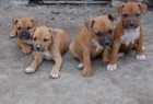 Cachorros de American Stafforshire Terrier - mejor precio | unprecio.es