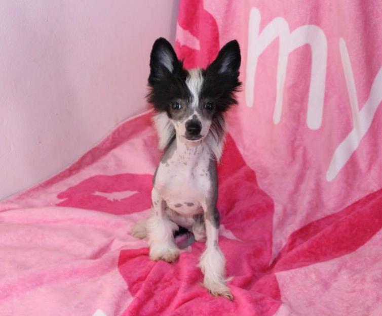 Fabulosa cachorra de crestado chino hairless