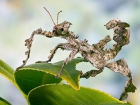 insectos palo, insectos corteza e insectos hoja. gusanos de seda - mejor precio | unprecio.es