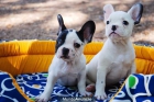 Preciosos Bulldog Frances, elegantes y simpaticos - mejor precio | unprecio.es