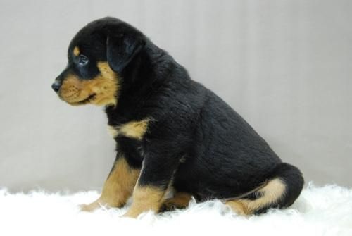 Rottweiler Ejemplares de Calidad - Excelente Guardia