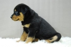 Rottweiler Ejemplares de Calidad - Excelente Guardia - mejor precio | unprecio.es