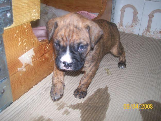 SE VENDE BOXER ATIGRADOS HEMBRAS