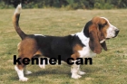 venta basset hound , cachorros puros - mejor precio | unprecio.es