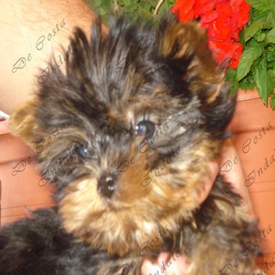 Yorkshire terrier tamaño mini(toy) y pomerania