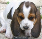 A la venta camada de Basset hound - mejor precio | unprecio.es