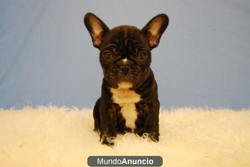 Bulldog frances cachoritos con dos meses