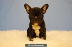 Bulldog frances cachoritos con dos meses - mejor precio | unprecio.es