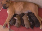 cachorros de boxer valladolid - mejor precio | unprecio.es