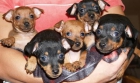 Cachorros de Mini pincher ¡Garantia 5 años! - mejor precio | unprecio.es