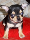 Criadora de chihuahuas vende cachorrito macho muy elegante - mejor precio | unprecio.es