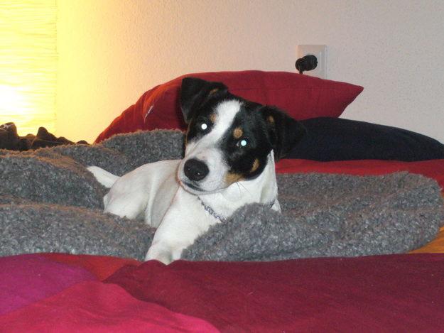 Cruzar un Jack Russell Terrier