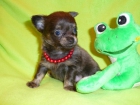 ESPECTACULAR cachorrro AZUL de CHIHUAHUA - mejor precio | unprecio.es