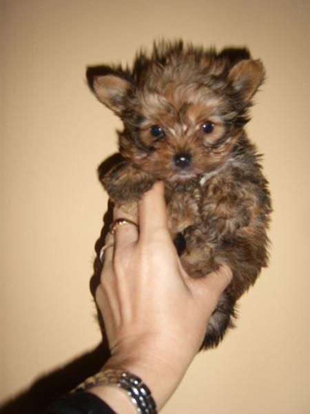 machito mini cruce de yorkshire con pomerania x solo 250