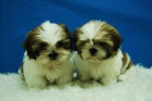Pequeños Cachorros de ShiTzu Disponibles Listos para Entrar en tu Hogar - mejor precio | unprecio.es