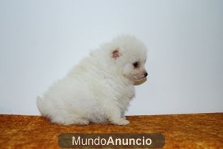 Preciosos pomeranias blancos muy pequeños con excelente pedigree.