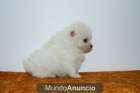 Preciosos pomeranias blancos muy pequeños con excelente pedigree. - mejor precio | unprecio.es