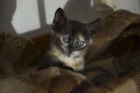 Regalo Gatitos precisos (fotos) - mejor precio | unprecio.es