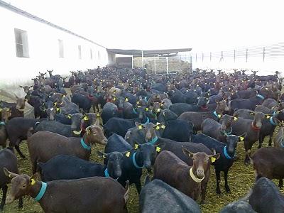 SE VENDEN 700 CABRAS MURCIANO-GRANADINAS