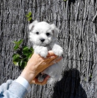 Camada de Bichón Maltés como bolitas de algodón - mejor precio | unprecio.es