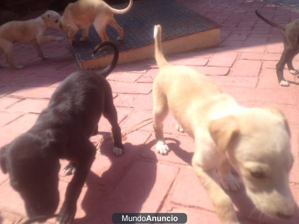 cachorritos de galgo español de dos meses!