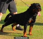 ROTTWEILER TODO EL AÑO - mejor precio | unprecio.es